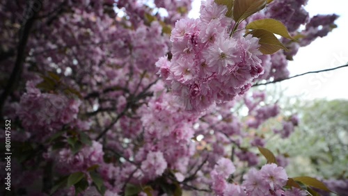 Blossoming sakura tree in full bloom. Beautiful spring flowers. Sakura flowers in springtime. Pink cherry blossom in garden. Beauty of spring nature.