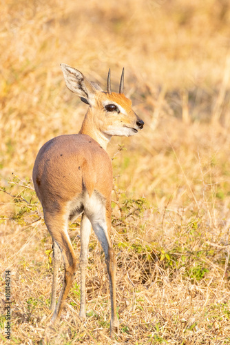 Male Steenbok (Raphicerus campestris) browsing in grassland savannah at sunset, Limpopo, South Africa