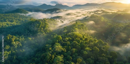 Aerial View  Exploring the Beauty of Amazon Forest at Sunset Sunrise