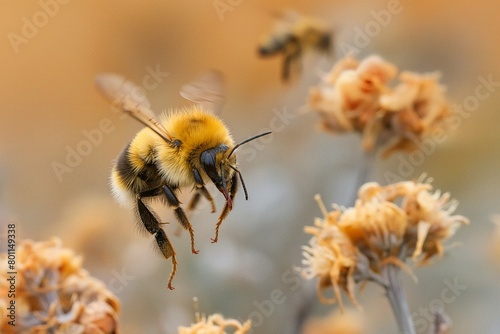 A lone bee flying over dead flowers, symbolizing the threat of bees becoming extinct due to human activity. Concept: global warming, drought, extinction threat. Bee day, 20 may. photo
