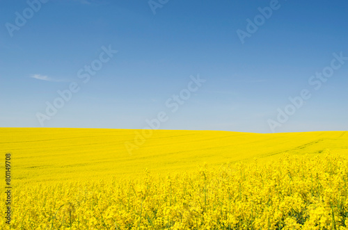 Landscape of a field of yellow rape or canola flowers  grown for the rapeseed oil crop.