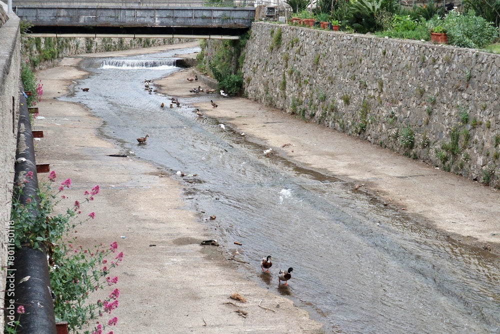 Maiori - Avifauna nel Fiume Reginna in Via Chiunzi