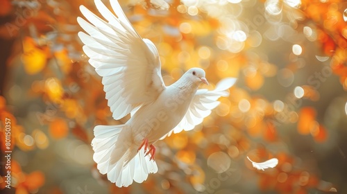  A white dove flies before an orchard tree, its expansive wings contrasting vivid orange and yellow leaves