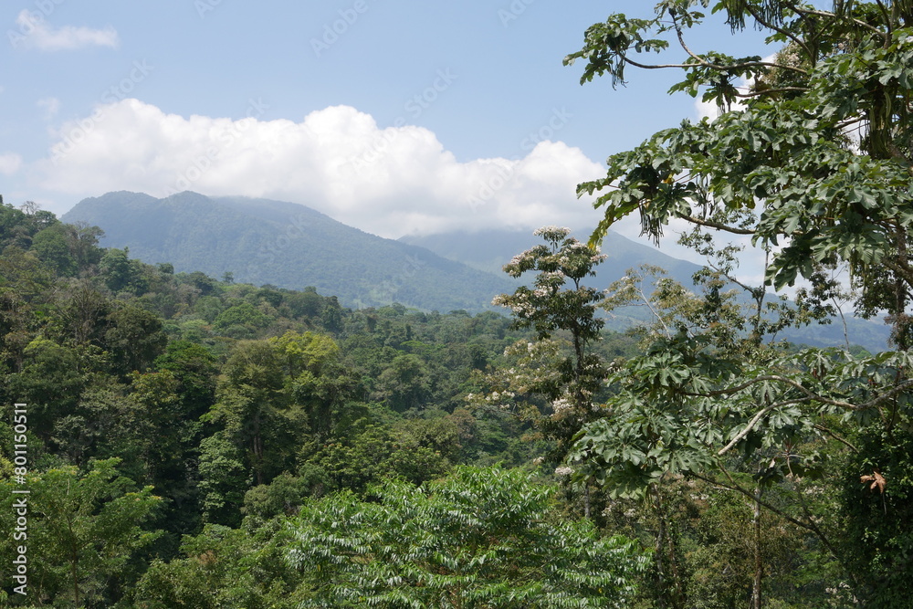 Tropische Bäume und tropischer Regenwald mit Vulkan Arenal in Wolken bei La Fortuna in Costa Rica Tropische Bäume und tropischer Regenwald mit Vulkan Arenal in Wolken bei La Fortuna in Costa Rica