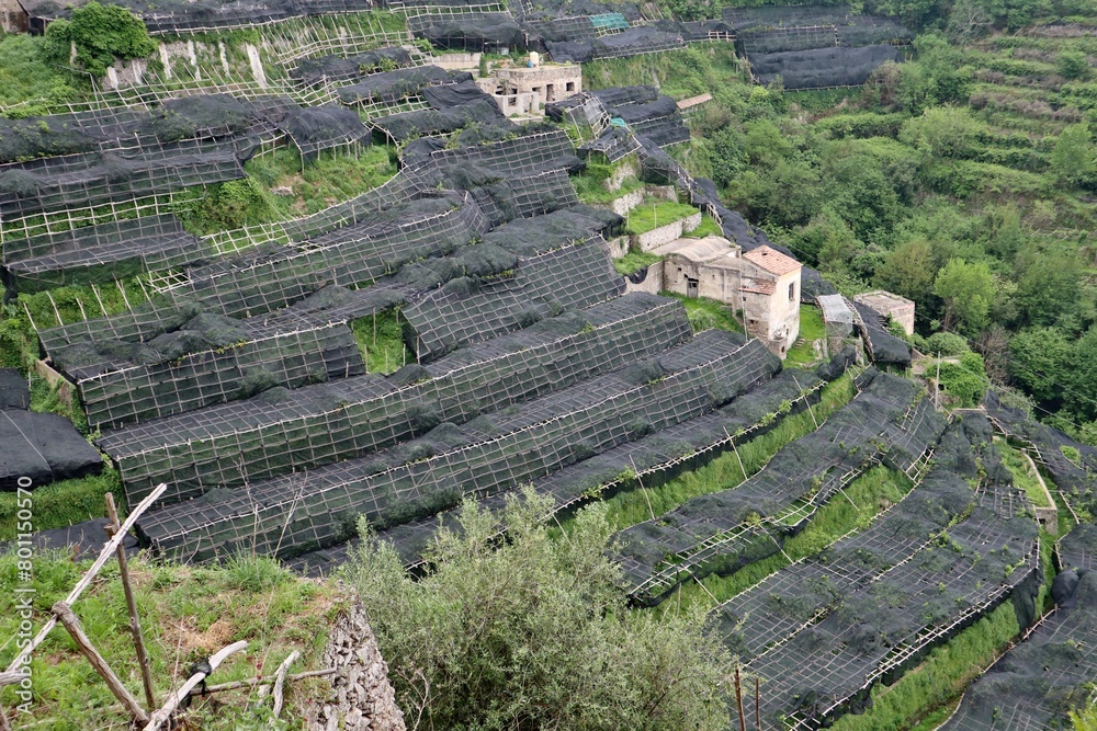 Maiori - Limoneti dal Castello di Thoroplano
