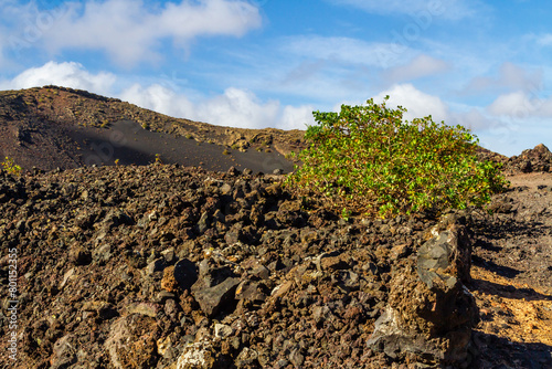 Vinegrera or Canary  sorrel (Rumex lunaria), endemic plant Canary islands on the lava field. Montana Colorada, Lanzarote, Canary islands, Spain,  photo