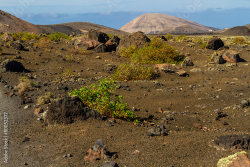 Vinegrera or Canary  sorrel (Rumex lunaria), endemic plant Canary islands on the lava field. Montana Colorada, Lanzarote, Canary islands, Spain,  photo