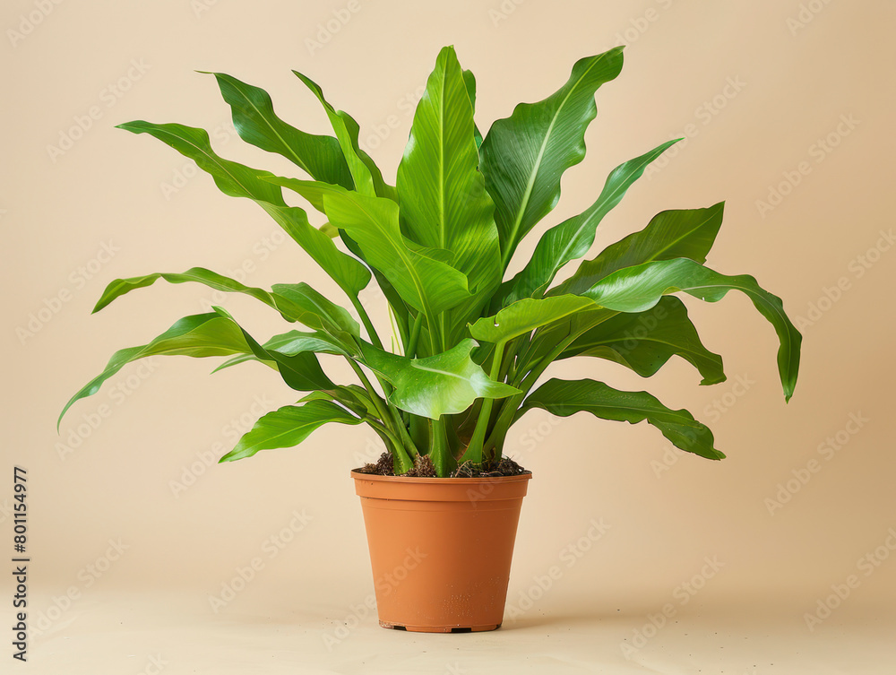 Fototapeta premium Radiant Staghorn Fern in a orange pot