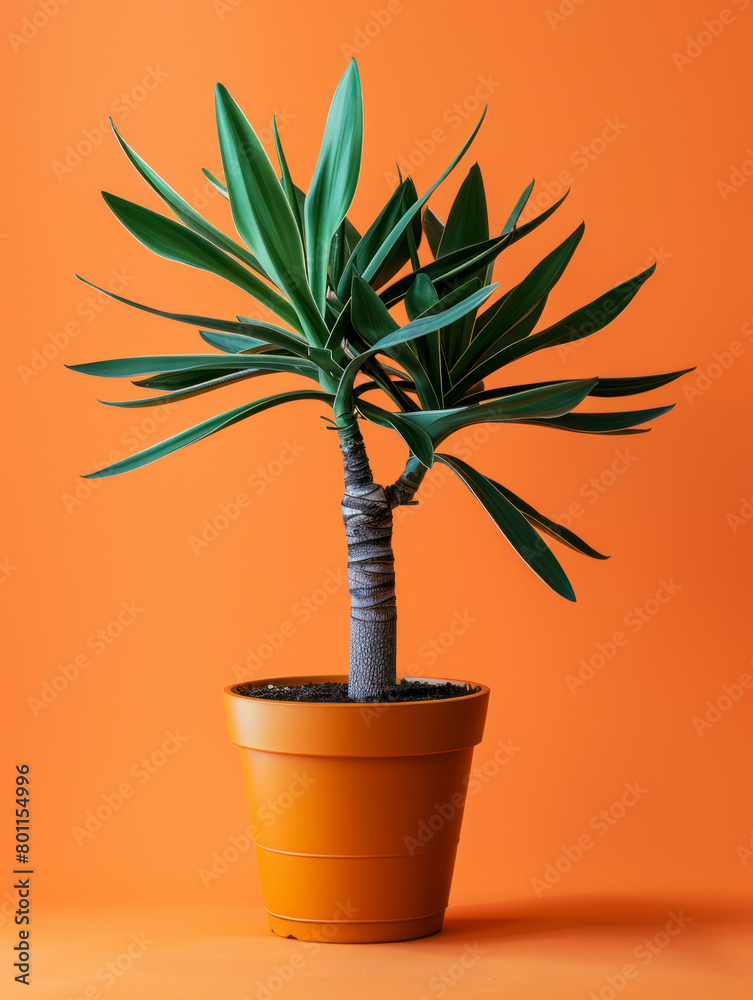 Yuca plant showcased in a simple clay pot. Yuca plant showcased in a simple clay pot.