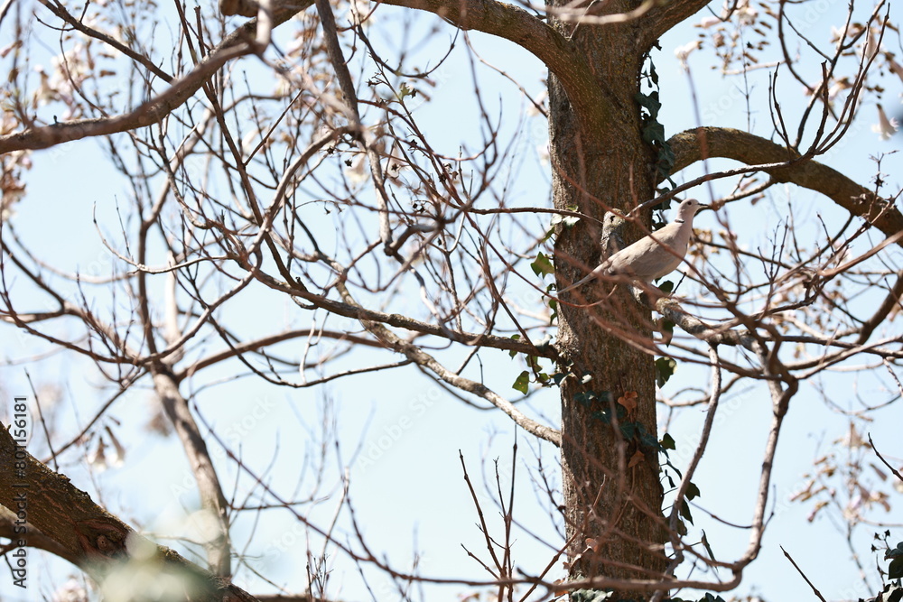 A cuckoo on the branch of the Paulownia Tomentosa tree.