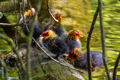 Black Coot chicks asking for food from their mother photo