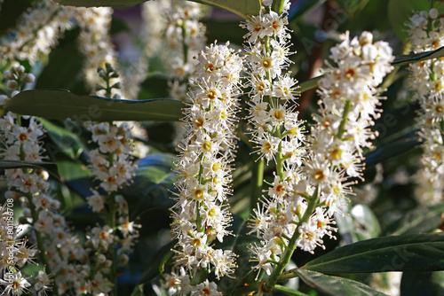 Prunus laurocerasus caucasica blooming in April. ornamental plum tree.