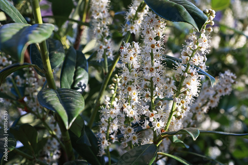 Prunus laurocerasus caucasica blooming in April. ornamental plum tree.