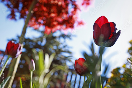 Beautiful red tulips in the garden in spring.