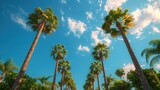 A row of slender tall palm trees along the road against the blue sky and clouds.