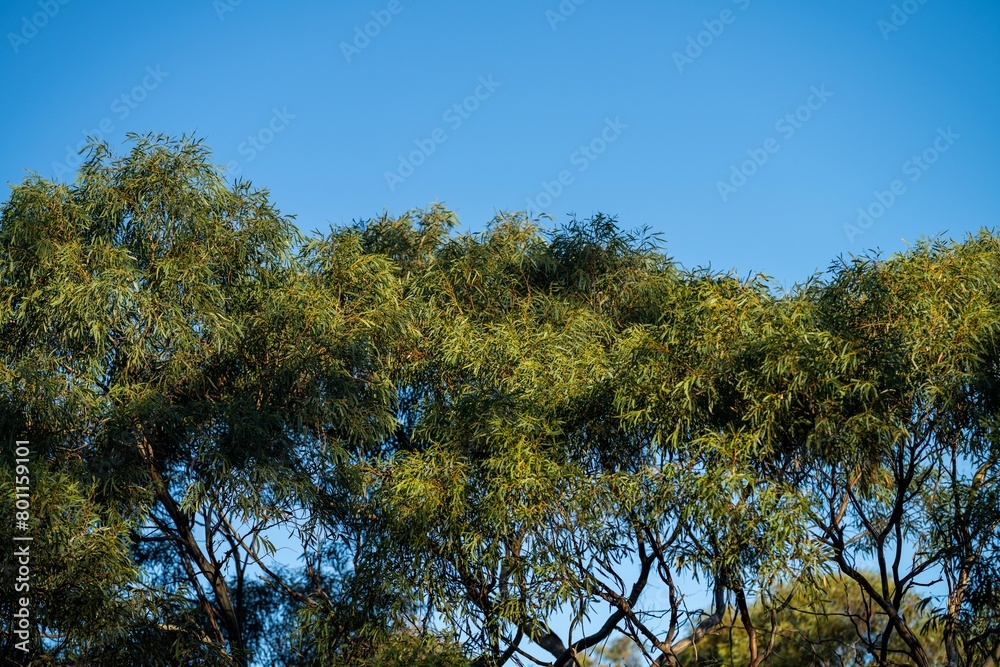 native australian plants in the bush, beautiful gum Trees and shrubs in the Australian bush forest. Gumtrees and native plants growing native australian plants in the bush, beautiful gum Trees and shrubs in the Australian bush forest. Gumtrees and native plants growing