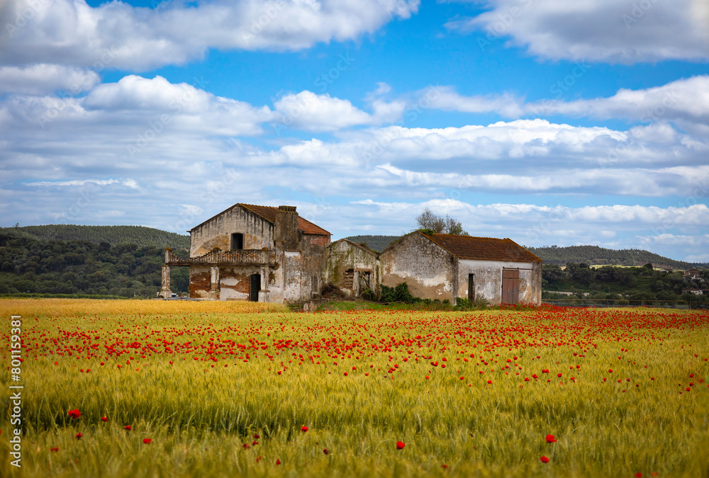 Obraz premium Old abandoned farmers house with beautiful vegetation of red poppies and golden wheat in the Ribatejo plains area - Portugal