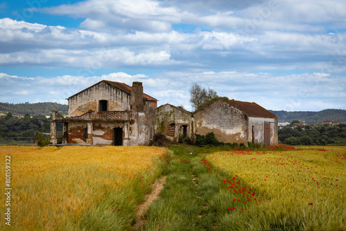Old abandoned farmers house with beautiful vegetation of red poppies and golden wheat in the Ribatejo plains area - Portugal