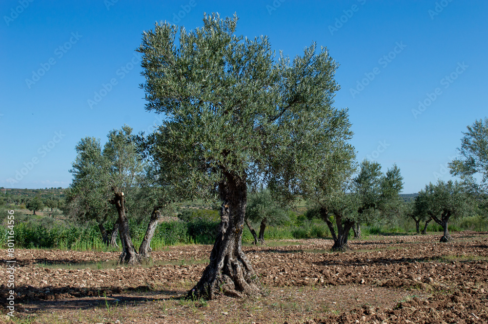 Olivar en primavera Olivar en primavera