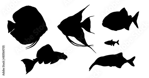 Silhouette drawing with South American fish. Illustration with Amazon river fish.	 photo