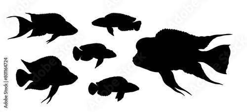 Silhouette of cichlids from the Tanganyika lake. Drawing with aquarium fish.	 photo