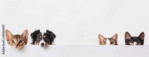 Dogs and cats peeking over a white wall, showcasing various dog breeds