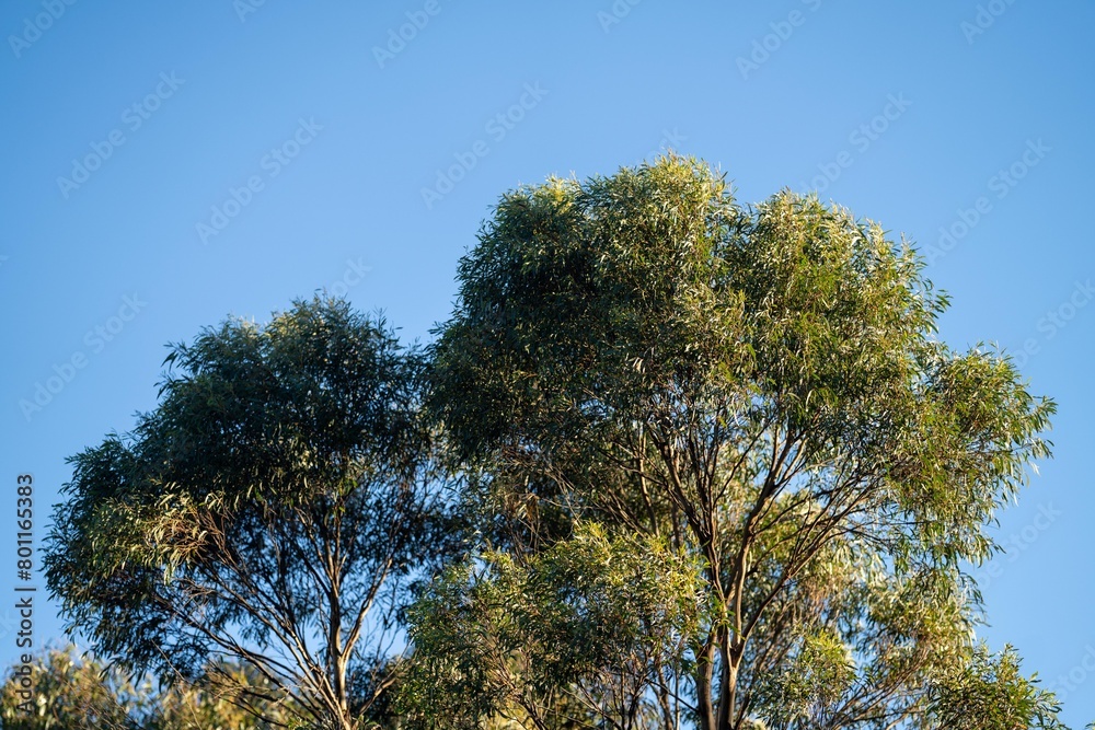 native australian plants in the bush, beautiful gum Trees and shrubs in the Australian bush forest. Gumtrees and native plants growing native australian plants in the bush, beautiful gum Trees and shrubs in the Australian bush forest. Gumtrees and native plants growing
