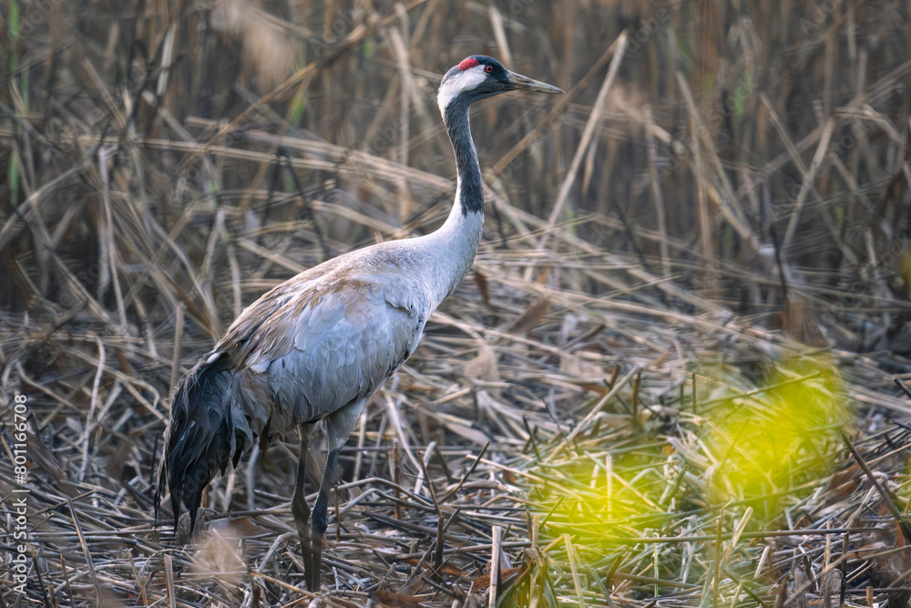 Fototapeta premium Common crane