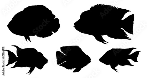 Silhouette drawing with big american cichlids. Illustration with oscar, firemouth cichlid and texas cichlid. 