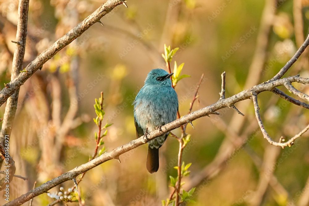 Verditer flycatcher (Eumyias thalassinus) beautiful rare bird in the tropical forest.