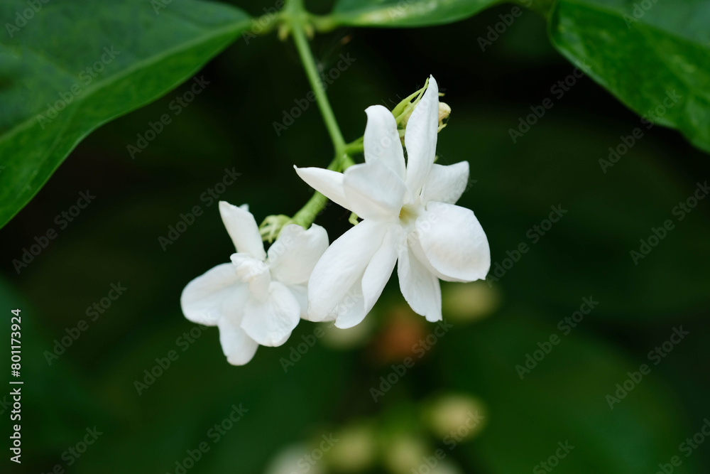 Jasmine flowers at an organic garden in Thailand. Jasmine flowers at an organic garden in Thailand.
