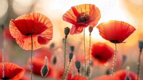 Serene natural setting with vibrant red poppy flowers in a picturesque sunset field