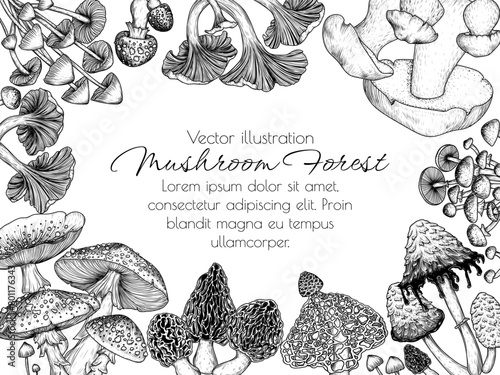 Vector frame of forest mushrooms. Fly agaric, porcini mushroom, chanterelles, honey mushrooms, morel, bamboo, common bonnet , Coprinus comatus