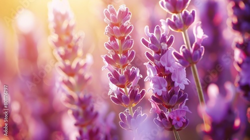 Scenic french lavender flowers field bathed in the glowing light of a stunning sunset