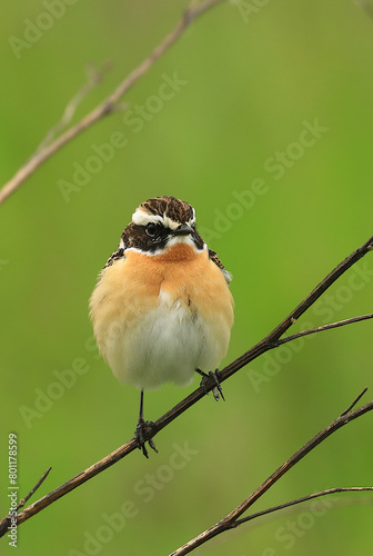 Whinchat, Saxicola rubetra, small migratory bird in spring