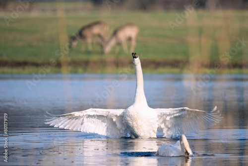 Fototapeta Naklejka Na Ścianę i Meble -  Mute swan