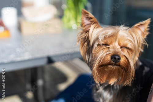 Yorkshire Terrier on the background of a table in a cafe