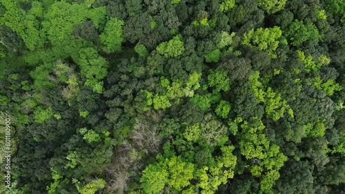 The Tuscan forest seen from above 4K