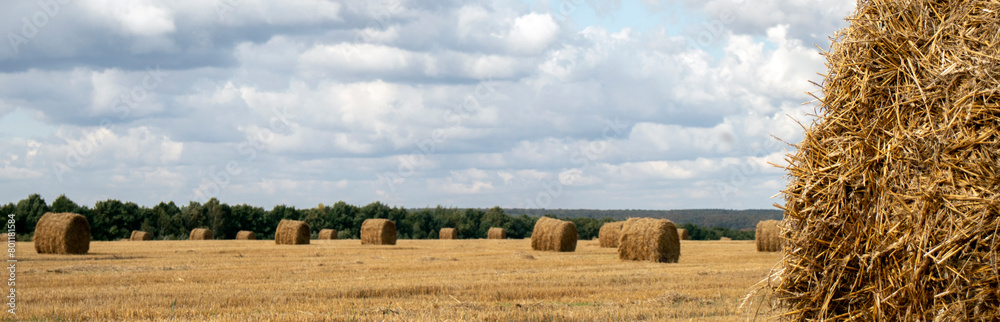 View of the grain field of the new crop after harvest, on a sunny day.The sun illuminates the hay in rolls on the field. The hay collected on the field. Hay is the main crop of animal husbandry.