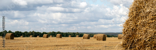 View of the grain field of the new crop after harvest, on a sunny day.The sun illuminates the hay in rolls on the field. The hay collected on the field. Hay is the main crop of animal husbandry.