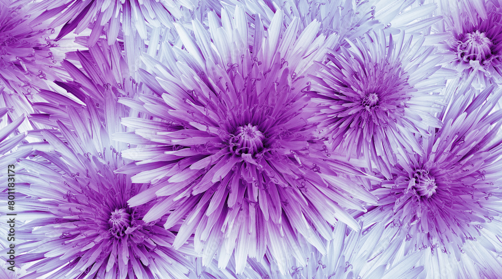 Seamless floral background. Flower dandelion and petals. Close up. Seamless floral background. Flower dandelion and petals. Close up.