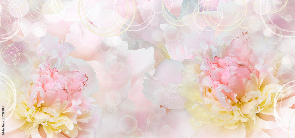 Peony flower. Floral background. Close-up. Greeting card. Peony flower. Floral background. Close-up. Greeting card.