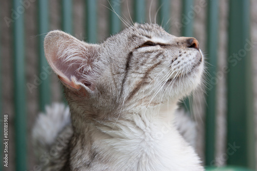 Junger Egyptian Mau Kater geniesst die Zeit auf dem Balkon photo