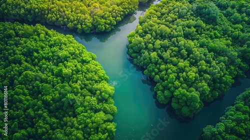 Aerial view of meandering river through dense green mangrove forest. World Environment Day