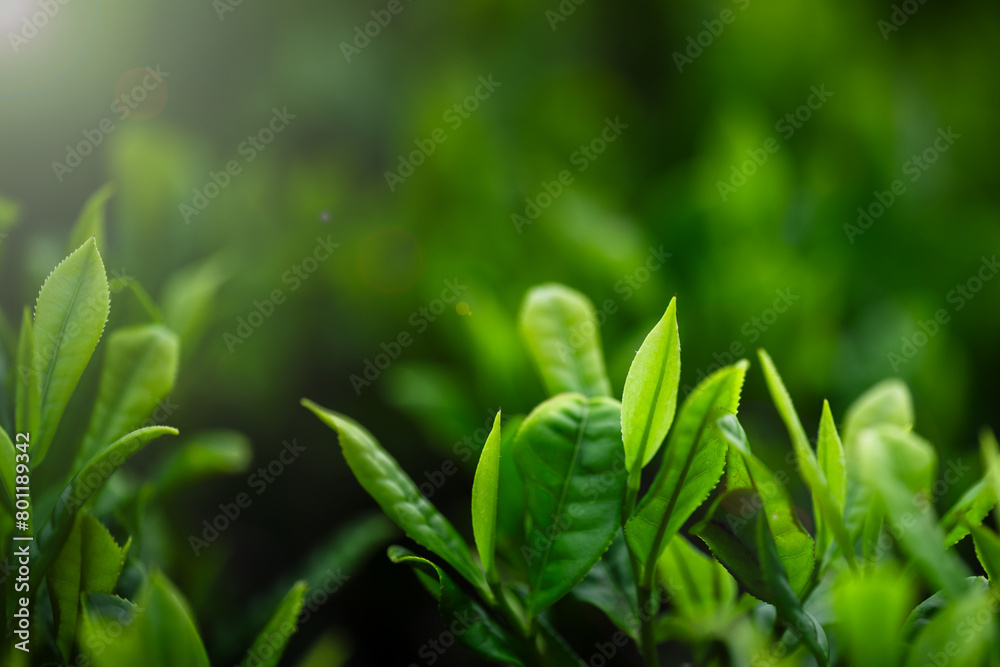 Obraz premium Tea plantation in the morning. Close up of tea leaves. Beautiful natural background.