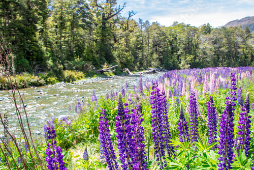 the wild perennial lupine (Lupinus perennis) in Cascade Creek Historic Camp site in South island New Zealand, the place on the way to Milford Sound from Lake Te Anau. 