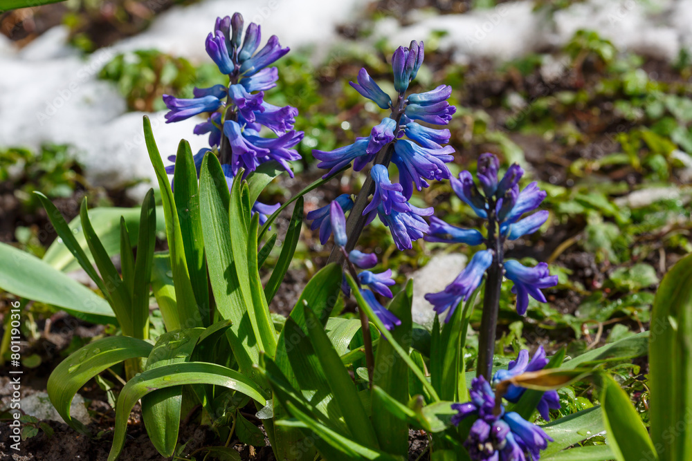 Obraz premium Beautiful hyacinth flowering in snow in spring field