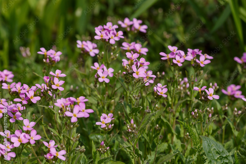 Arabis caucasica rosea in bloom in early spring time. Arabis caucasica rosea is platn for alpine garden Arabis caucasica rosea in bloom in early spring time. Arabis caucasica rosea is platn for alpine garden