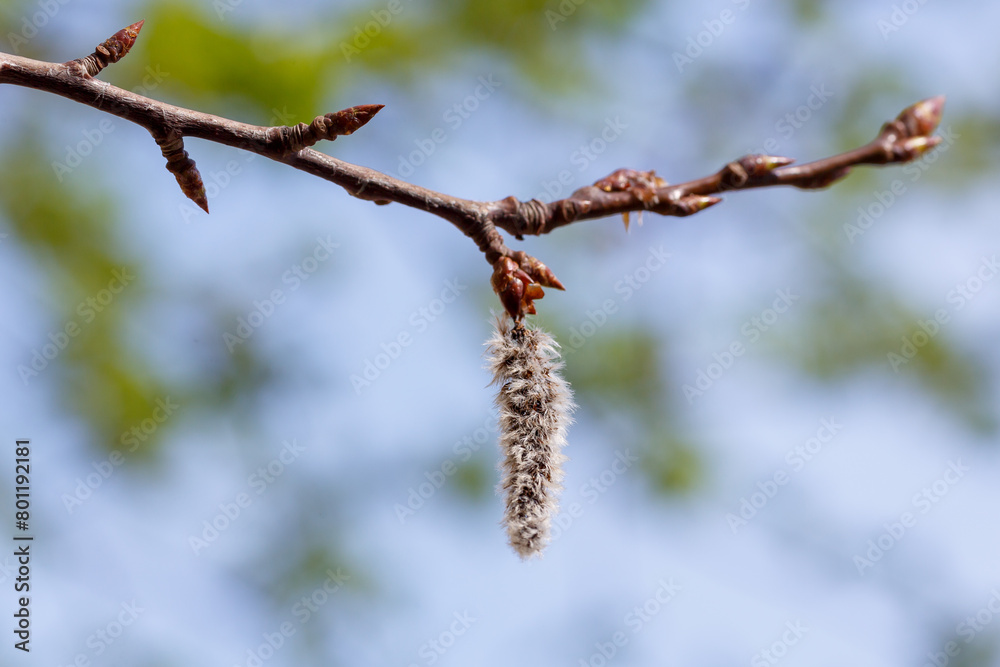 Populus tremula in early spring time. Flowering of alder in ordinary spring. Allergy to plant pollen Populus tremula in early spring time. Flowering of alder in ordinary spring. Allergy to plant pollen