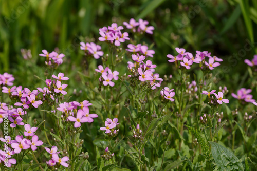 Arabis caucasica rosea in bloom in early spring time. Arabis caucasica rosea is platn for alpine garden